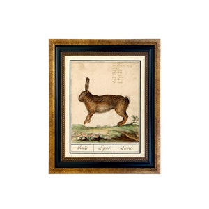 Vintage Rabbit Illustration Framed Print, Antique Style Nursery Art 5" x 6"