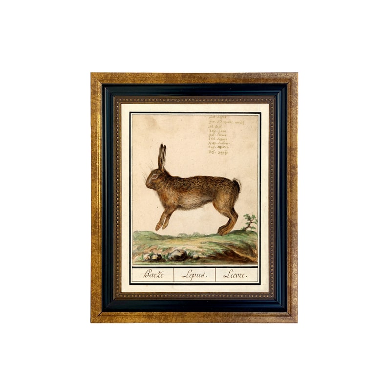 Vintage Rabbit Illustration Framed Print, Antique Style Nursery Art 5" x 6"