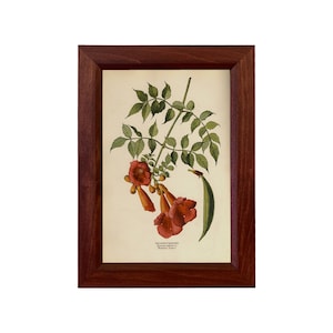 Trumpet Creeper Vintage Reproduction Print, Framed Behind Glass, 8-1/2&quot; x 12&quot;