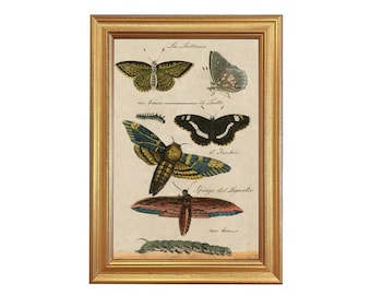 Butterflies Vintage Color Illustration Framed Reproduction Print Behind Glass