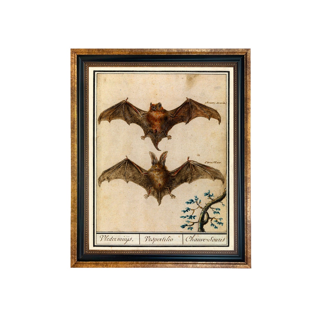 Vintage Bat Illustration Framed Print: Dark Academia Halloween Decor - Etsy