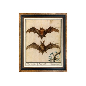 Vintage Bat Illustration Zoological Framed Print, Dark Academia, Moody, Antique Style, Vintage Style, Vintage Science Decor, Halloween Decor