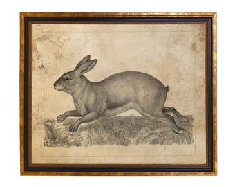 Vintage Brown Hare Illustration: Framed Rabbit Print, Spring Nursery Decor