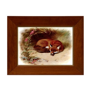 Red Fox Framed Print Behind Glass, Fox Print, Vintage Fox Art, Fox Gift, Nursery Decor, Nursery Wall Art, Woodland Animals, Gallery Wall Art