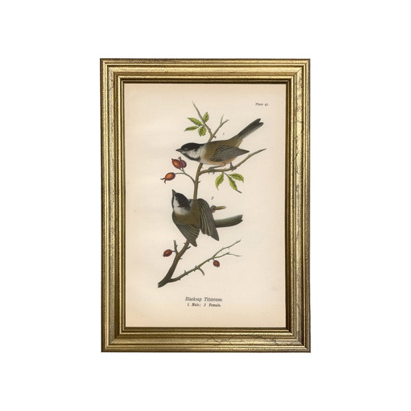 Blackcap Titmouse Framed Vintage Bird Print, Color Illustration