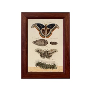Great Peacock Moth Framed Print, Antique Vintage Reproduction, Moth Wall Art, Cottagecore, Gallery Wall Art, Moth Life Cycle, Entymology