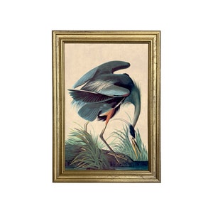 Great Blue Heron Vintage Color Illustration Framed Reproduction Print, Coastal Wall Art, Beach House Decor, Wildlife Art