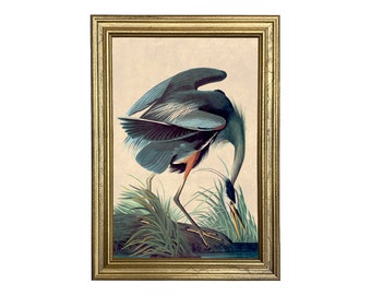 Great Blue Heron Vintage Color Illustration Framed Reproduction Print, Coastal, Zoological, Water Birds, Wildlife, Wall Art, Decor
