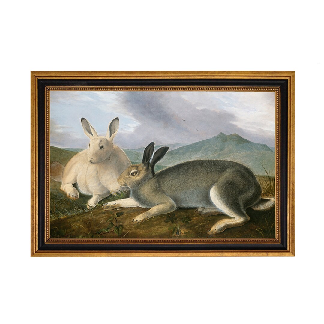 Audubon's Arctic Hare Rabbit Framed Print Behind Glass 8-1/2 X 12-1/2 ...