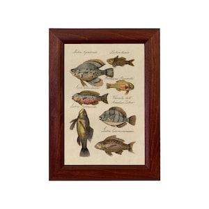 Framed Vintage Style Fish Print, Fish Illustration, Saltwater Fish Print, Italian Fish Illustration, Lakehouse Decor, Cabin Wall Art