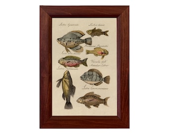 Framed Vintage Style Fish Illustration Print, Lakehouse Cabin Wall Art