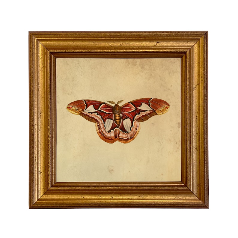 May include: A framed print of a red, white, and brown butterfly with a detailed illustration on a beige background.
