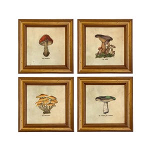 Láminas enmarcadas con ilustraciones de setas vintage - Conjunto de cuadros estilo cottagecore para pared