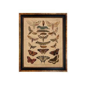 May include: A framed vintage print of a collection of butterflies and moths. The print features a variety of species, including swallowtails, monarchs, and tiger moths. The print is in a black frame with a gold trim.