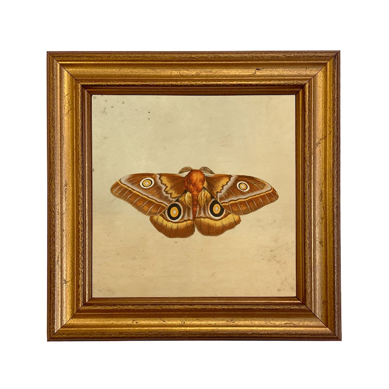 May include: A framed illustration of a brown and white moth with yellow eyes. The moth is centered in the frame and is surrounded by a cream-colored background.