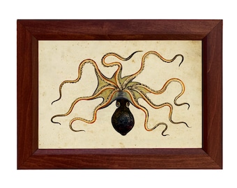 Octopus Framed Vintage Print Reproduction, Coastal, Beach House, Zoological, Wall Art, Decor