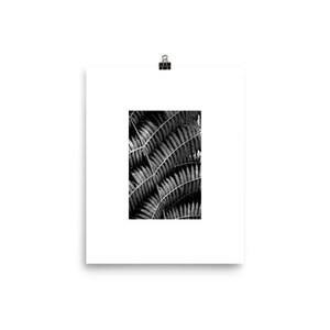 New Zealand Fern Leaf