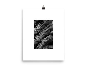 New Zealand Fern Leaf