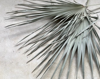 Chamaerops palm fan dried  - set of 3 - European palm; HUGE dramatic; natural green - weddings, décor, shower, summer events boho, beach