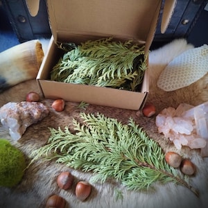 Vlekken op cedertakken: heilige wierook, ambachtelijke kruiden - Materia Magica