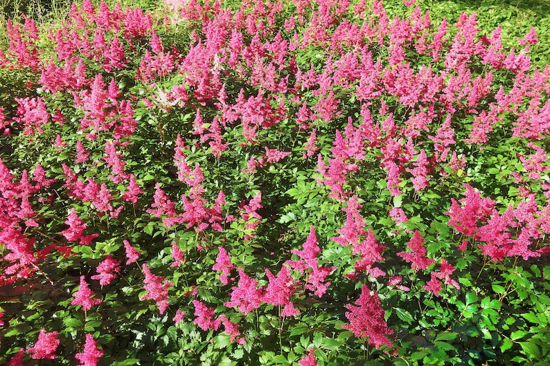 - Huge pyramidal clusters of rose-pink flowers 1 Gal dense spreading green foliage. Anthony Waterer Spirea Shrub