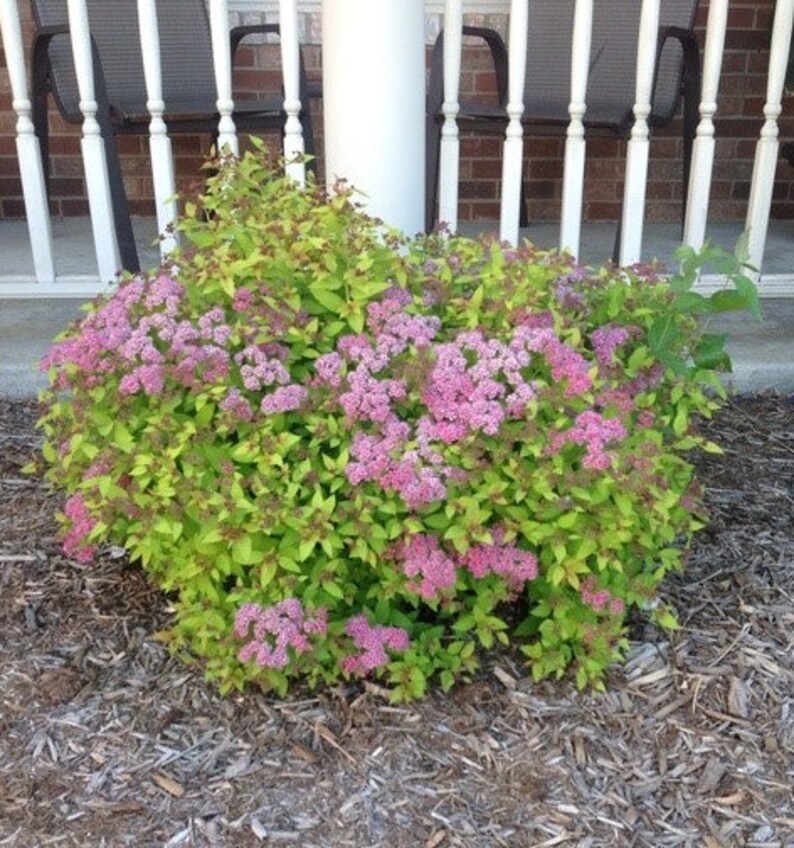 - Huge pyramidal clusters of rose-pink flowers 1 Gal dense spreading green foliage. Anthony Waterer Spirea Shrub