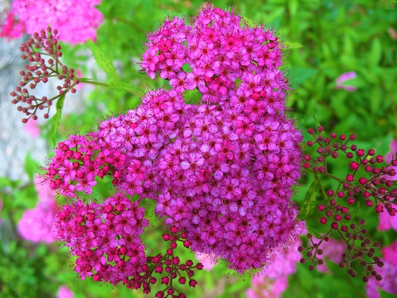 - Huge pyramidal clusters of rose-pink flowers 1 Gal dense spreading green foliage. Anthony Waterer Spirea Shrub