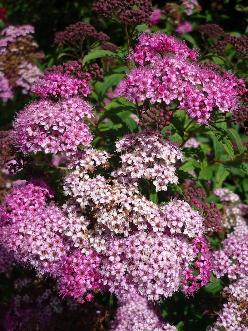 - Huge pyramidal clusters of rose-pink flowers 1 Gal dense spreading green foliage. Anthony Waterer Spirea Shrub