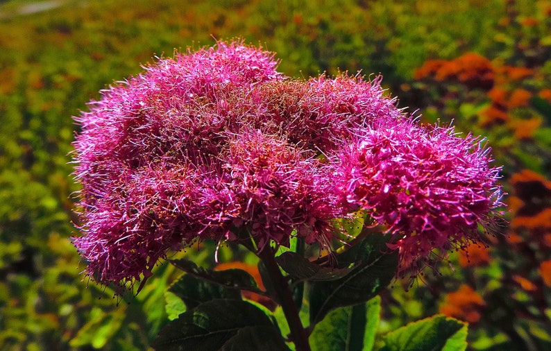 - Huge pyramidal clusters of rose-pink flowers 1 Gal dense spreading green foliage. Anthony Waterer Spirea Shrub