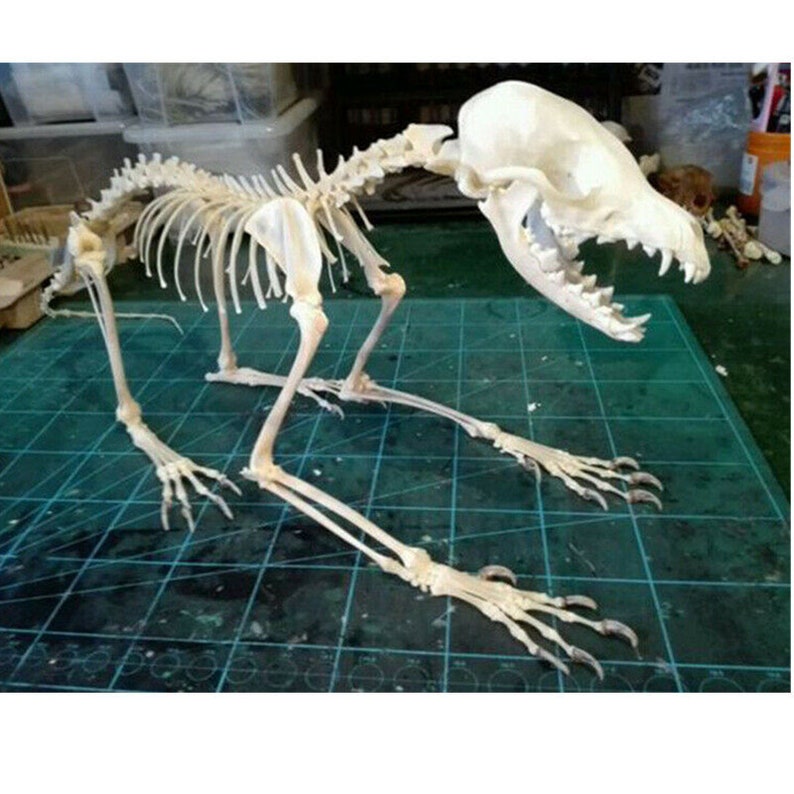 wholesale Real Fox complete skull & bones specimen after cleaned and bleached. image 6