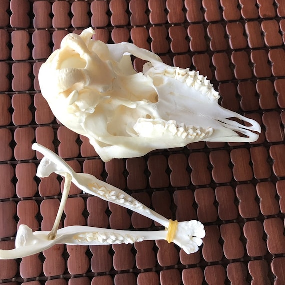 Wholesale 1 Pcs Domestic Ram Skull Sheep Skull Animal Skull - Etsy Wholesale 1 Pcs Domestic Ram Skull Sheep Skull Animal Skull - Etsy