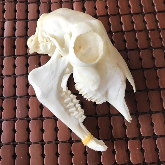 Wholesale 1 Pcs Domestic Ram Skull Sheep Skull Animal Skull - Etsy Wholesale 1 Pcs Domestic Ram Skull Sheep Skull Animal Skull - Etsy