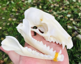 洗浄および漂白後の本物のアライグマの頭蓋骨標本の卸売り。 - Etsy 日本