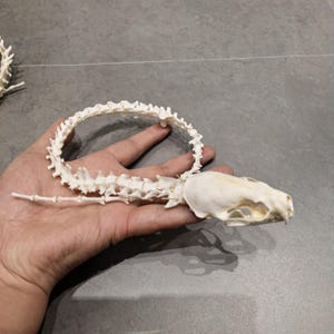 wholesale Real Mink Spine Tail skull bone specimen after cleaned and bleached Favorite Unique decoration 20-22 inches long