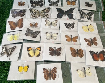 Butterfly specimens random multi-type handmade wings spread collection insect specimens