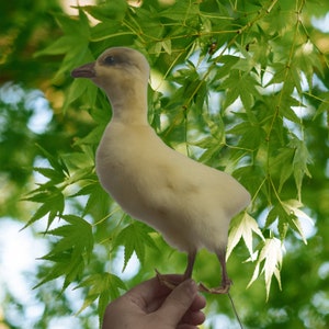 Pode incluir: Um pequeno patinho amarelo claro com um bico castanho claro está empoleirado em uma mão. O patinho está em pé em um galho de uma árvore verde frondosa.