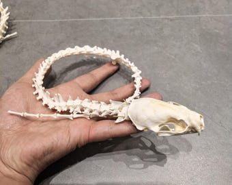 il_340x270.6552909698_dbmk.jpg