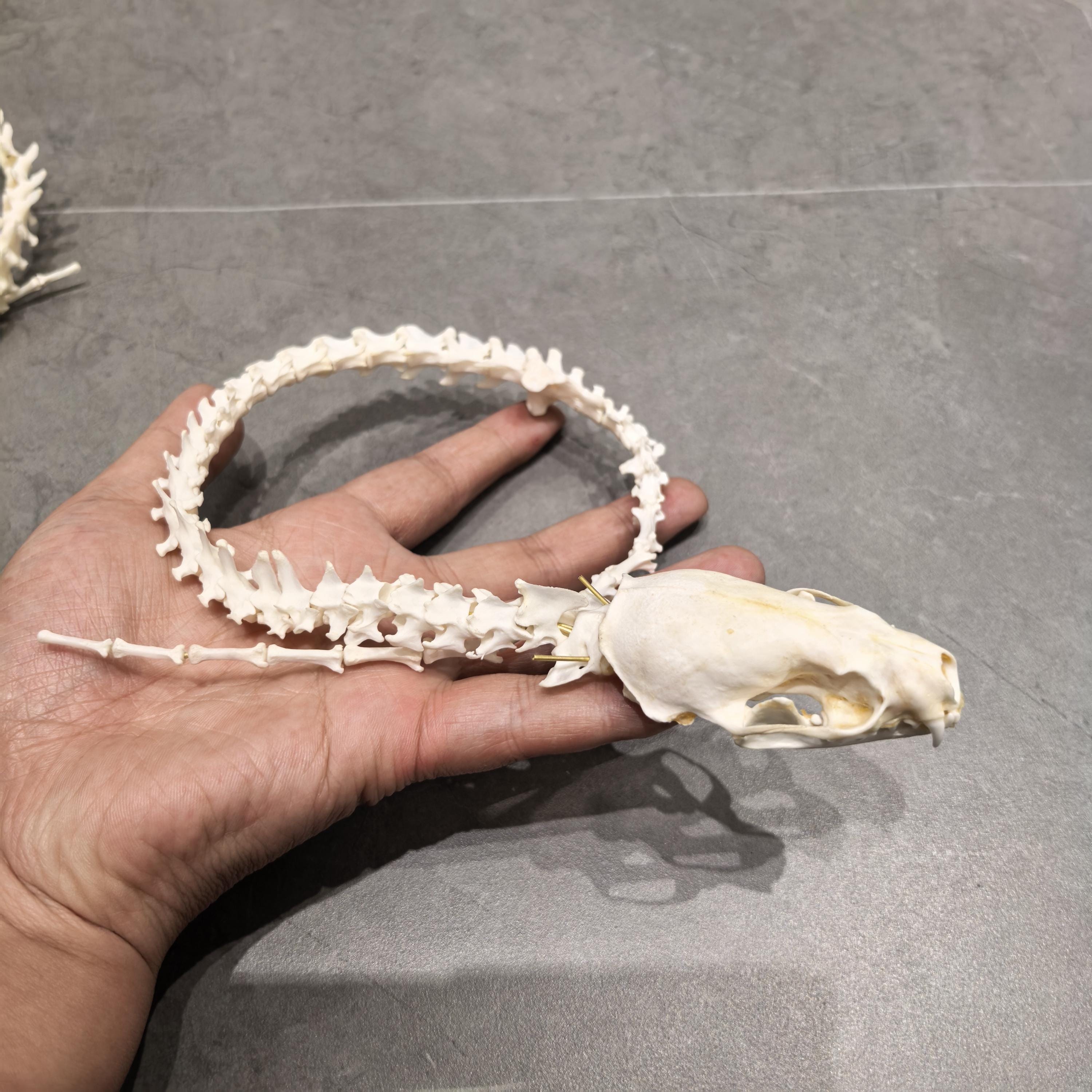 卸売本物のミンクの背骨の尾の頭蓋骨の標本、洗浄および漂白後