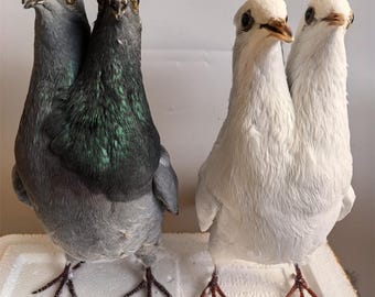 1Pcs Double Head Real Taxidermy Teaching/Decoration of Eurasian Grey Pigeon Columba Specimen