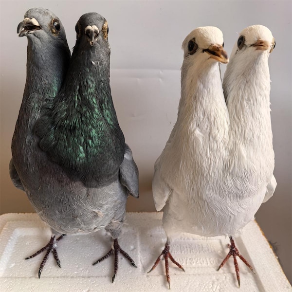 1Pcs Double Head Real Taxidermy Teaching/Decoration of Eurasian Grey Pigeon Columba Specimen