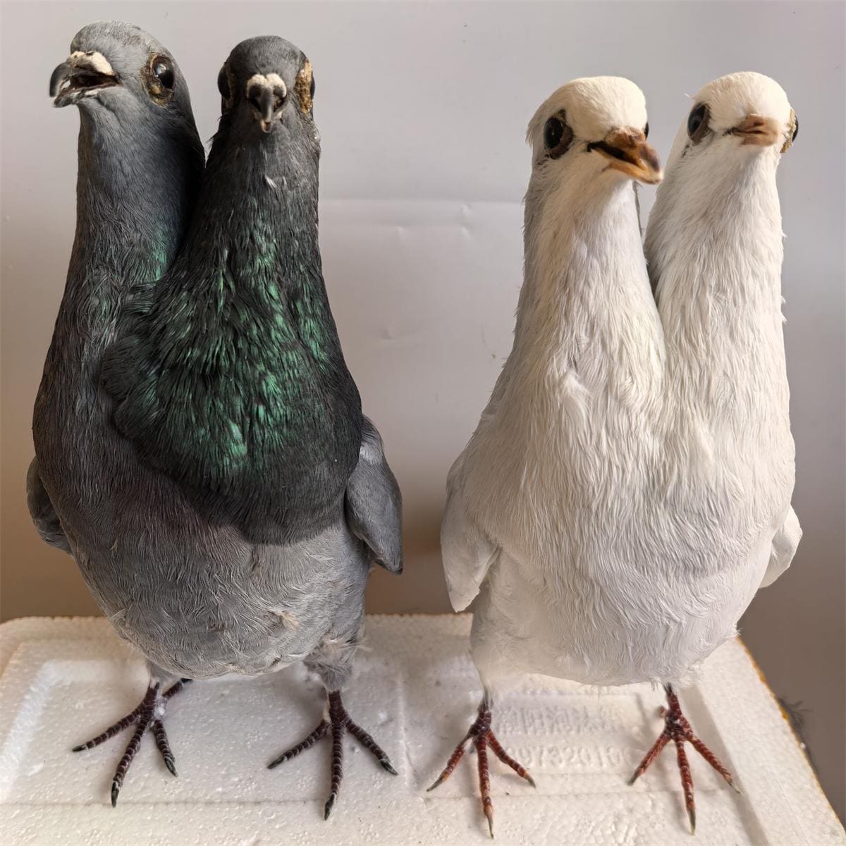 Taxidermy pigeon - Etsy 日本
