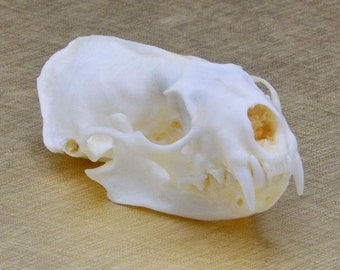 wholesale Real Mink skull bone specimen after cleaned and bleached.