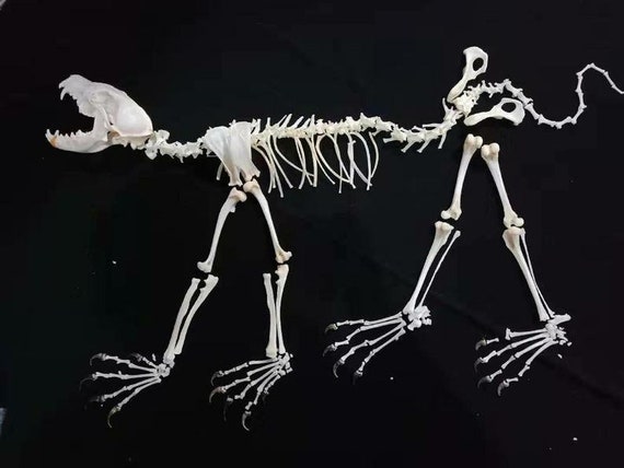 9pcs Real Animal Skull Set van Kat Hond Fox Egel Nutria Raccoon Muskrat Nerts Konijnen Schedel Specimens voor Home Decoratie Collectibles Studie ( Color : Fox