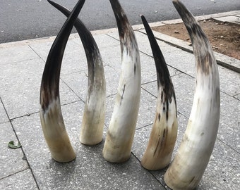 1PCS Hand-made Polished ox horn skull pure natural horns DIY crafts home display massage tools 5inch-28inch Optional