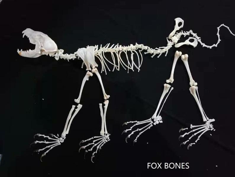 wholesale Real Fox complete skull & bones specimen after cleaned and bleached.