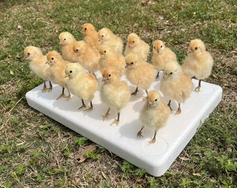 1 Stück Tierpräparation gefüllte eurasische Huhn / Küken Präparat Lehre / Dekoration