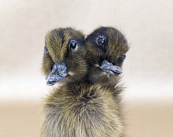 il_340x270.5243132392_svdv.jpg