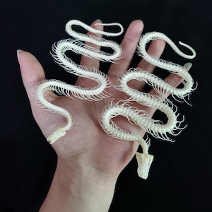 10-12inch Snake Skeleton Model Collection Snake Bone Specimen ...