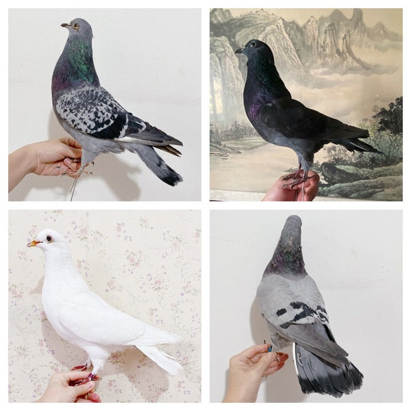 1Pcs Real Taxidermy Teaching/Decoration of Eurasian Grey Pigeon Columba Specimen