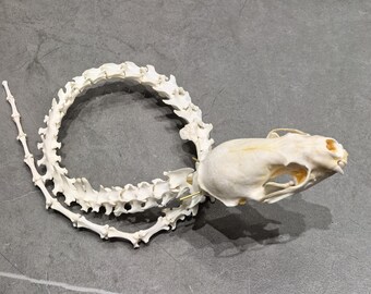 卸売本物のミンクの背骨の尾の頭蓋骨の標本、洗浄および漂白後